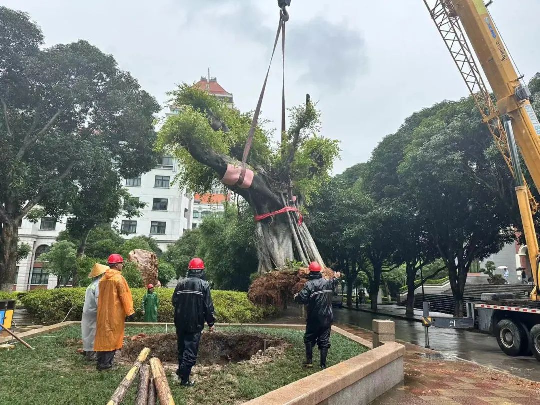 清理危树排险情，通宵达旦护安全