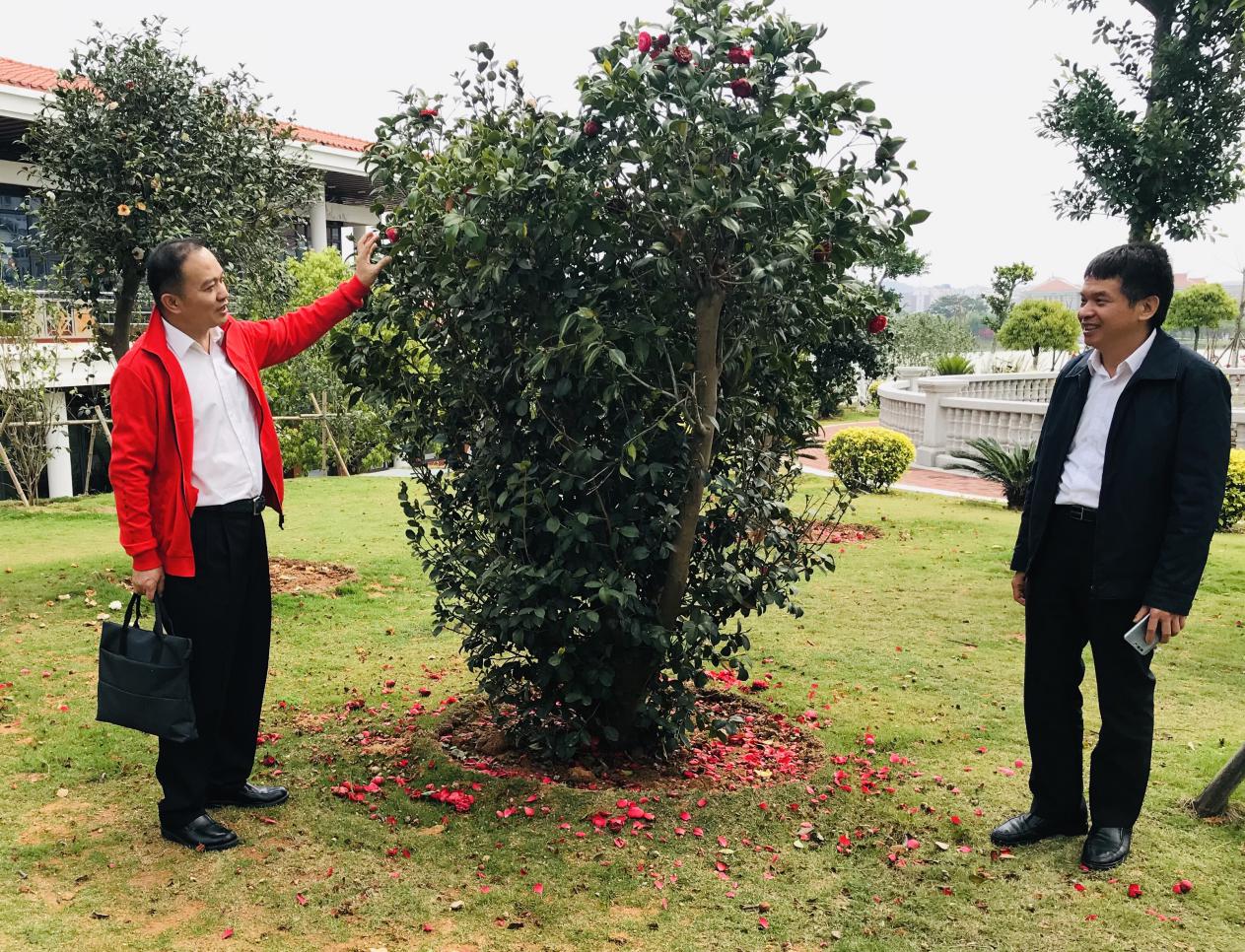 翔安校区美丽的茶花，你从哪里来？