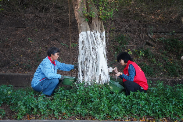 银装“树”裹，助力防虫抗寒